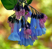 Virginia Bluebells at Merrimac Farm